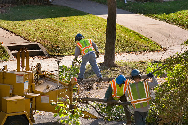 Best Lawn Renovation and Restoration  in Lake Wales, FL